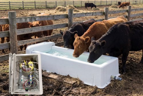 Поилка с подогревом для КРС